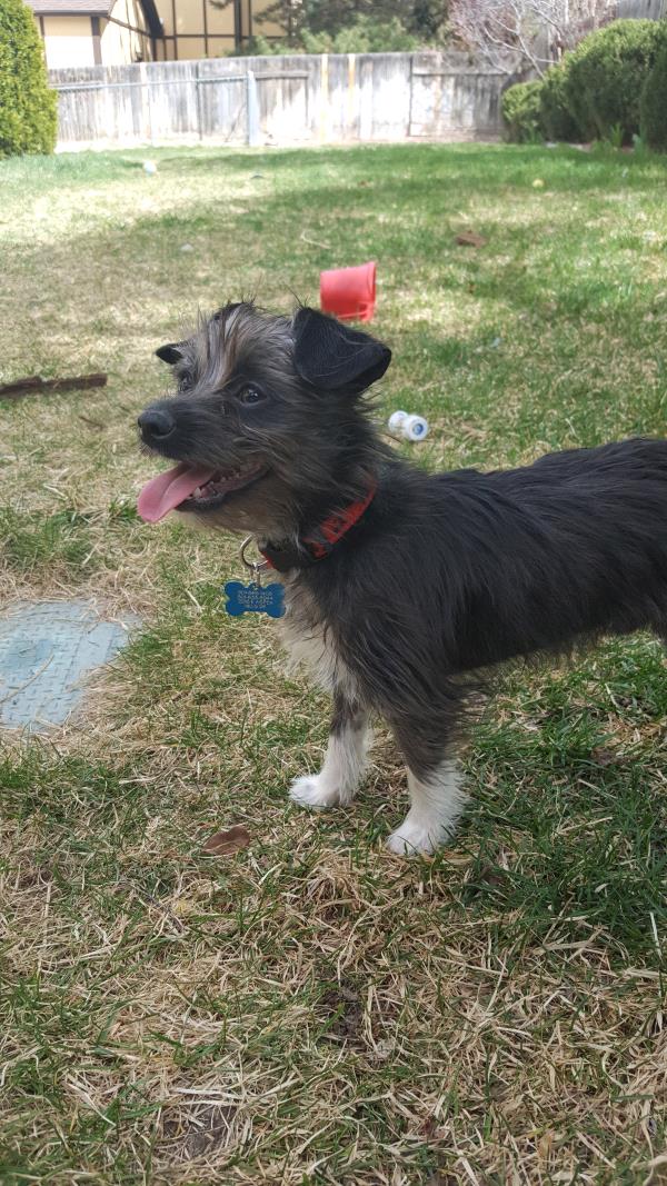 /Images/uploads/Humane Society of Utah/HSU2018/entries/4191thumb.jpg